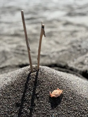 A small crab resting on a mound of dark sand with two sticks planted at the top
